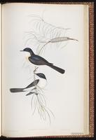 Restless Flycatcher plate 87