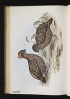 Spotted Wood Quail, Codorniz bolonchaco plate 28