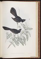 Willie Wagtail plate 86