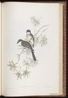 Northern Fantail plate 85