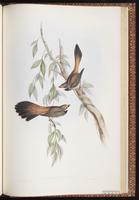 Rufous Fantail, Rufous-fronted Fantail plate 84