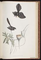 New Zealand Fantail plate 83