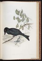 Spangled Drongo plate 82