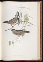 Crested Bellbird plate 81