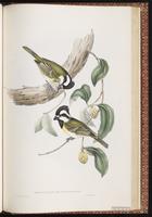 Crested Shriketit plate 80