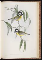 Crested Shriketit plate 79