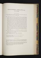 Monograph of the Odontophorinae, 1:190