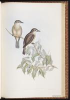 Little Shrikethrush plate 78