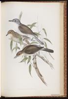 Colluricincla sp. ? plate 77