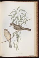 Grey Shrikethrush plate 76
