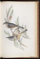 Grey Shrikethrush plate 75
