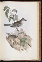 Grey Shrikethrush plate 74