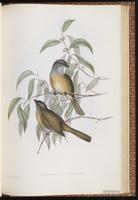 Olive Whistler plate 73