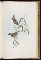 Grey Whistler plate 72