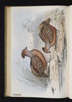 Starred Wood Quail plate 27