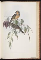 Red-lored Whistler plate 70