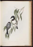 White-breasted Whistler plate 69