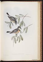 Rufous Whistler plate 68