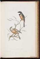 Australian Golden Whistler plate 67
