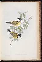 Australian Golden Whistler plate 66