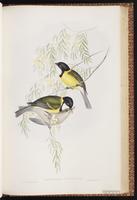 Australian Golden Whistler plate 65