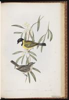Australian Golden Whistler plate 64