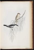 White-shouldered Triller plate 63