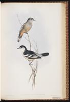 Varied Triller plate 62