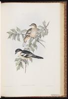 Varied Triller plate 61