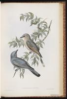 Cicadabird, Common Cicadabird plate 60