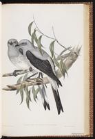 Ground Cuckooshrike plate 59