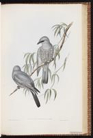 Black-shouldered Cicadabird plate 58