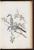 White-bellied Cuckooshrike plate 57