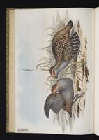 Spot-winged Wood Quail plate 26