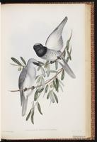 White-bellied Cuckooshrike plate 56