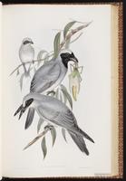 Black-headed Cuckooshrike plate 55