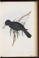 Black Butcherbird plate 53