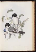 Grey Butcherbird plate 52