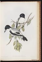 Grey Butcherbird plate 51