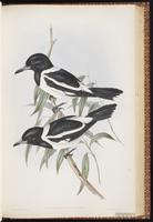 Pied Butcherbird plate 50