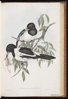 Pied Butcherbird plate 49