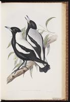 Australian Magpie plate 48