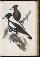 Australian Magpie plate 47