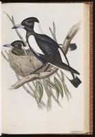 Australian Magpie plate 46