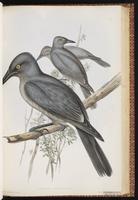 Grey Currawong plate 45