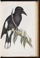 Grey Currawong plate 44