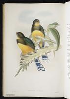 Blue-crowned trogon plate 46