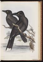 Black Currawong plate 43