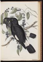 Pied Currawong plate 42