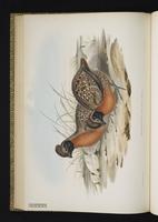 Rufous-breasted Wood Quail plate 25